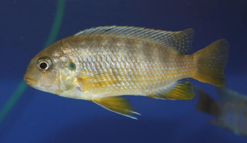 Tropheops sp. 'mauve yellow' Mara Rocks